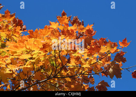 Vibrant de couleurs vives orange et rouge des feuilles d'automne Banque D'Images