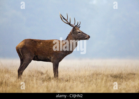 Red Deer (Cervus elaphus) stag debout portrait, Richmond Park, Royaume-Uni Banque D'Images