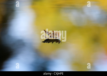 Flottant sur l'eau des feuilles à l'automne Banque D'Images