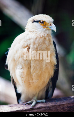 Caracara à tête jaune - Milvago chimachima oiseaux Banque D'Images