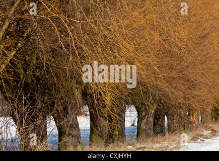 Arbre, arbres, lane de saules de Kampinos Parc National Kampinoski, près de Varsovie, Pologne, Mazovie, Europe, UE, Mazowsze, Banque D'Images