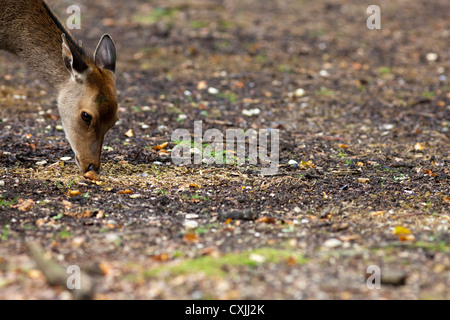 Le cerf sika (Cervus nippon) Banque D'Images