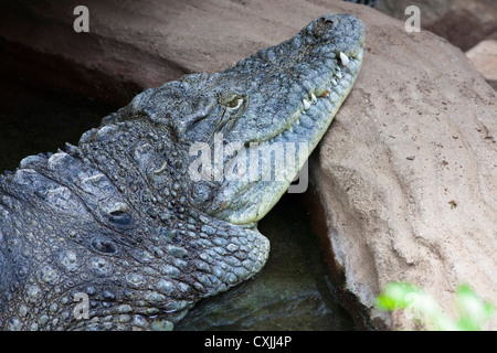 Le crocodile du Nil (Crocodylus niloticus) reposant sur le rivage Banque D'Images