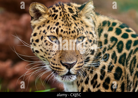 Amur Leopard (Panthera pardus) Banque D'Images