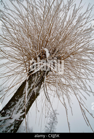 En hiver le Parc National Kampinoski près de Varsovie, Mazovie, Pologne, Europe, Banque D'Images