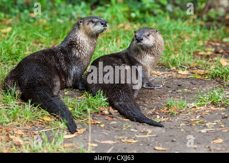 Portrait de loutre de rivière américaine, Lontra canadensis Banque D'Images