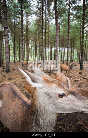 Red Deer (Cervus elaphus) dans une forêt UK Banque D'Images