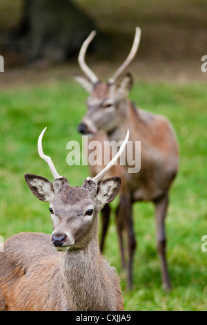 Red Deer (Cervus elaphus) jeune cerf, UK