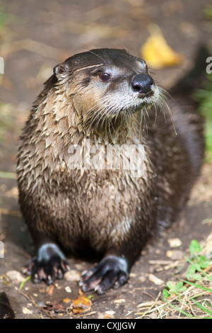 Portrait de loutre de rivière américaine, Lontra canadensis Banque D'Images