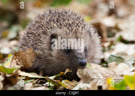 Hérisson européen (Erinaceus europaeus) dans les feuilles d'automne, UK Banque D'Images