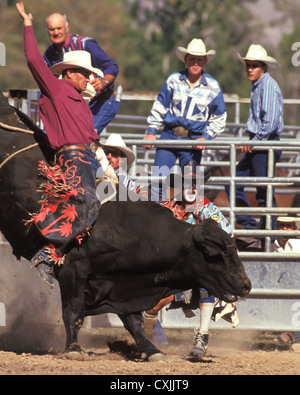 En Cowboy bull riding événement à Rodeo, New York, USA Banque D'Images