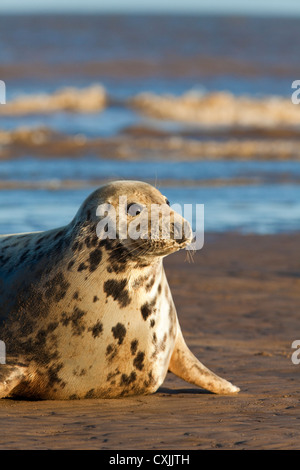 Phoque gris (Halichoerus grypus) sur plage, Donna Nook, UK Banque D'Images