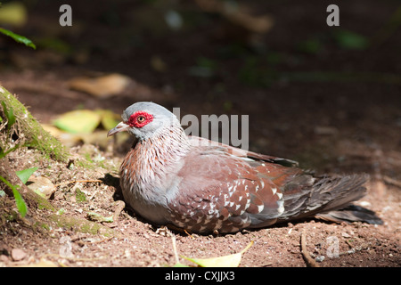 Dove diamant (Geopelia cuneata) oiseau reposant sur le sol Banque D'Images