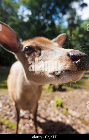 Le cerf sika (Cervus nippon) libre Banque D'Images