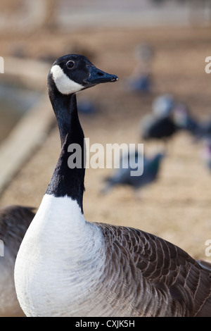 Bernache du Canada (Branta canadensis) portrait, UK Banque D'Images