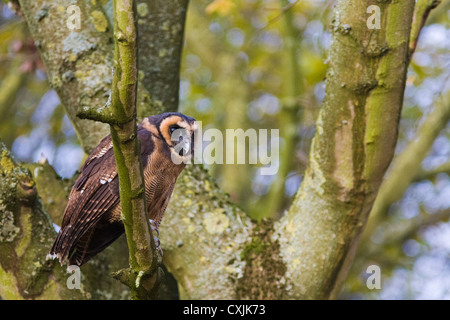 Bois de Malaisie (Owl Strix leptogrammica) perché dans l'arbre Banque D'Images