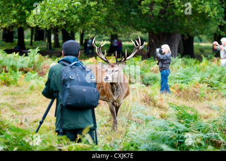 Photographes à Richmond Park, Londres pendant Deer rut Banque D'Images