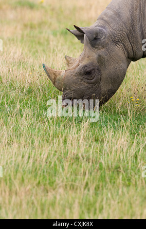 Le Rhinocéros noir (Diceros bicornis) Banque D'Images