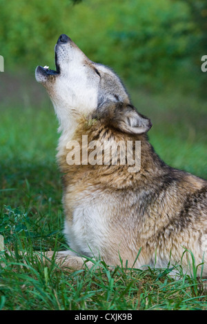Le loup (Canis lupus) de l'Indiana, USA Banque D'Images
