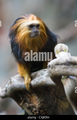 Golden Lion Tamarin Tête (Leontopithecus chrysomelas) dans les arbres Banque D'Images