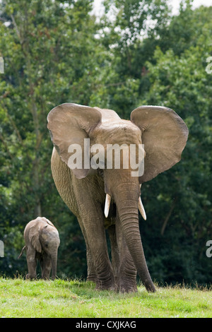 L'éléphant africain (Loxodonta africana) avec veau juvénile Banque D'Images