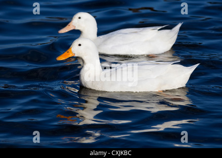 Les canards domestiques (Anas platyrhynchos) dans un étang, UK Banque D'Images