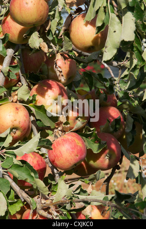 L'abondance des pommes rouges biologiques Banque D'Images