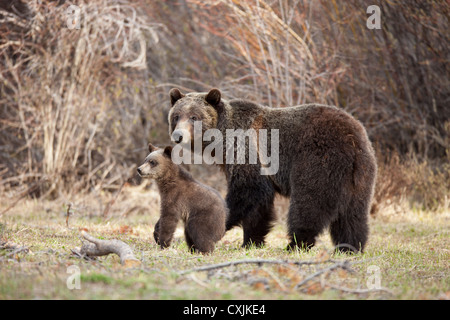 Mère ours grizzli (Ursus arctos horribilis) avec son ourson sur Togwotee Mountain Pass. Banque D'Images