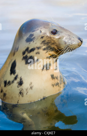 Phoque gris (Halichoerus grypus), Ecosse, Royaume-Uni Banque D'Images