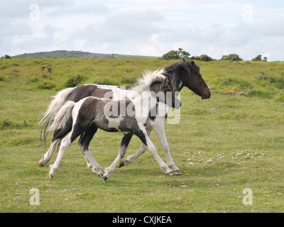 Poney dartmoor Jument et poulain en marche Banque D'Images