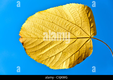 Feuilles d'automne jaune vif sur un ciel bleu Banque D'Images