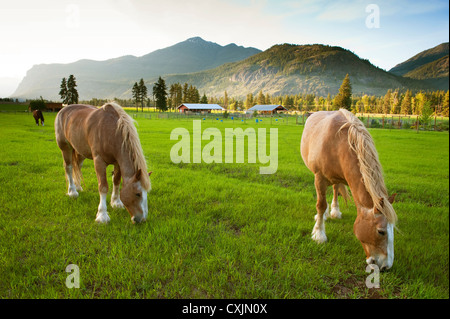 Les chevaux brouter sur un pâturage dans le quartier historique de l'est du Washington Methow Valley près de la ville de Mazama. Banque D'Images