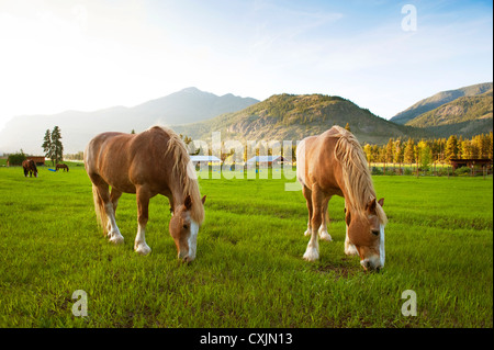 Les chevaux brouter sur un pâturage dans le quartier historique de l'est du Washington Methow Valley près de la ville de Mazama. Banque D'Images