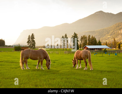 Les chevaux brouter sur un pâturage dans le quartier historique de l'est du Washington Methow Valley près de la ville de Mazama. Banque D'Images