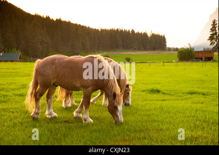 Les chevaux brouter sur un pâturage dans le quartier historique de l'est du Washington Methow Valley près de la ville de Mazama. Banque D'Images