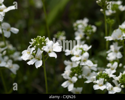 La diffusion de l'Arabis ferdinandi rock cress (-coburgi Variegata / Arabis procurrens) Banque D'Images