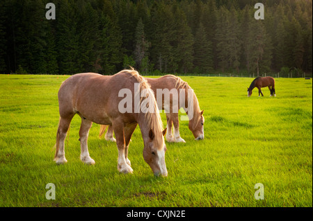Les chevaux brouter sur un pâturage dans le quartier historique de l'est du Washington Methow Valley près de la ville de Mazama. Banque D'Images