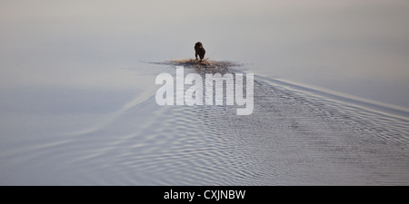 Un grand mâle lion traverse un lac peu profond, donnant l'impression de marcher sur l'eau. Banque D'Images