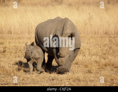 Un rhinocéros noir (Diceros bicornis) et son bébé en Afrique de veau jaune prairie. Banque D'Images