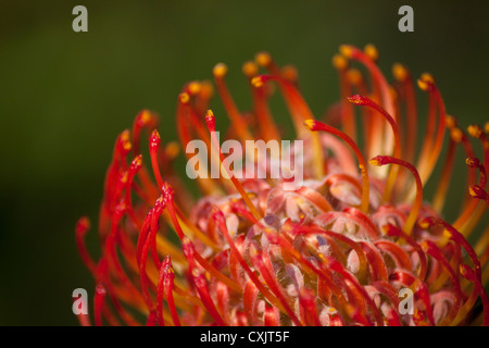 En fleur rouge fleurs protea leucospermum rigoletto végétales autochtones africaines sur fond vert Banque D'Images