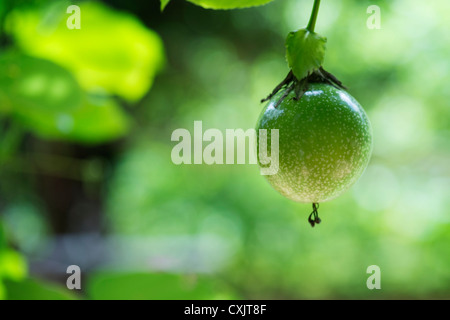 Passiflora edulis flavicarpa. Fleur de Passion fruit en Inde Banque D'Images