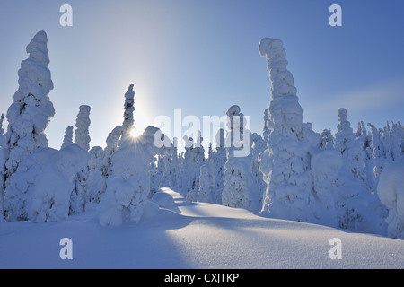 Soleil à travers les arbres couverts de neige, Rukatunturi, Kuusamo, Ostrobotnie du Nord, en Finlande Banque D'Images