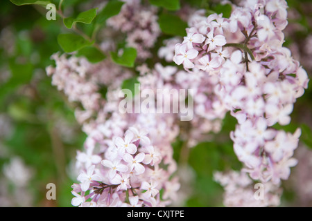 Close-up de lilas Banque D'Images