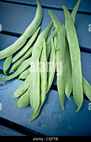 Haricots verts frais cueillis Banque D'Images