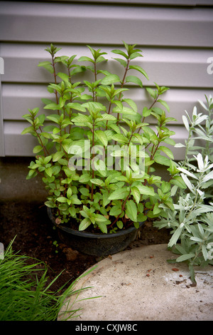 Chocolat Menthe en pot de jardin, Toronto, Ontario, Canada Banque D'Images