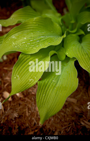 Close-up de gouttes d'eau sur les feuilles d'Hosta, Toronto, Ontario, Canada Banque D'Images