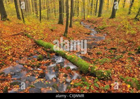En cours d'automne Forêt, Montagnes Rhon, Hesse, Allemagne Banque D'Images