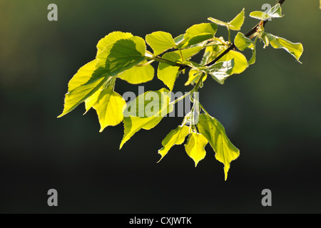 Les feuilles des arbres de la chaux au printemps, Wertheim, Baden-Wurttemberg, Allemagne Banque D'Images