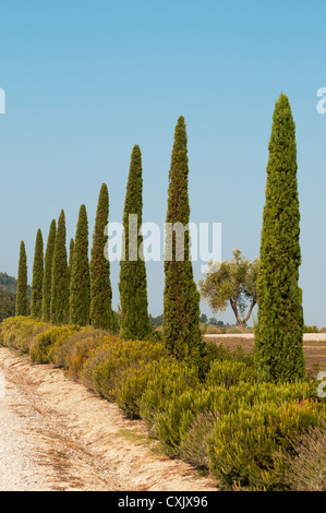 Méditerranée typique de cyprès (Cupressus sempervirens) Pencil Pine ou le long de la route de Montalcino, Toscane (Toscana, Italie) Banque D'Images