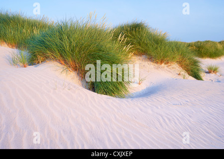 Close-up de l'ammophile sur dunes de sable, Isle of Harris, Hébrides extérieures, en Écosse Banque D'Images